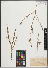 Foto von Salix purpurea L.